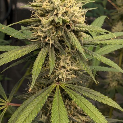 #31 White Widow growlog timeline photo