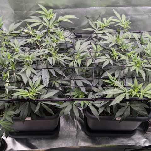 #31.1 White Widow growlog timeline photo