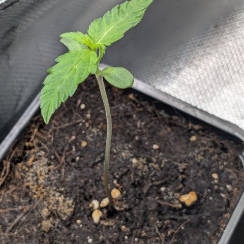 #47 Sticky Orange growlog timeline photo