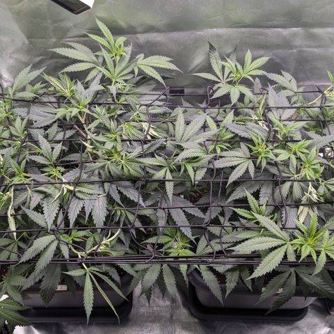#31.1 White Widow growlog timeline photo