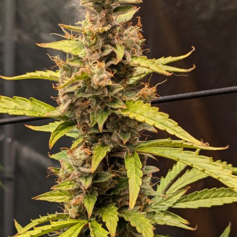 #30 Afghani #1 growlog timeline photo