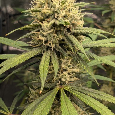 #31 White Widow growlog timeline photo
