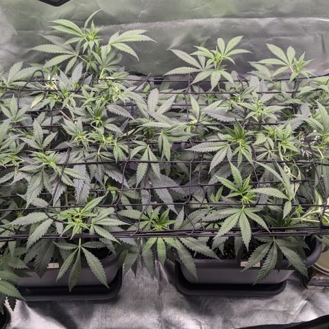 #31.1 White Widow growlog timeline photo