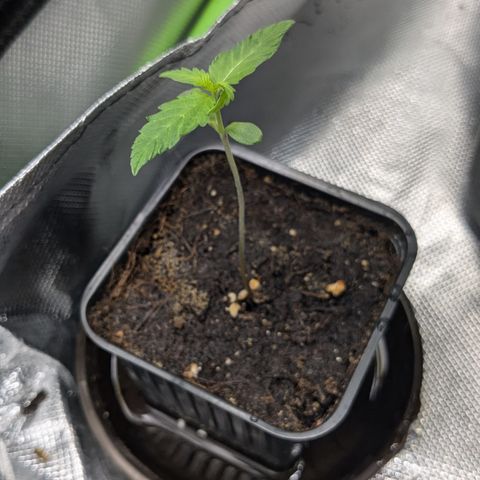 #47 Sticky Orange growlog timeline photo