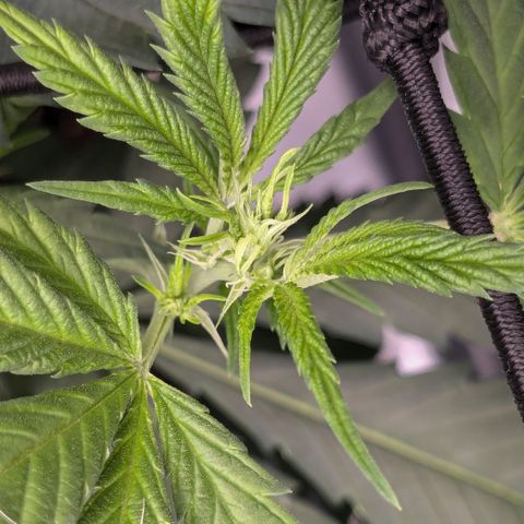 #31.1 White Widow growlog timeline photo