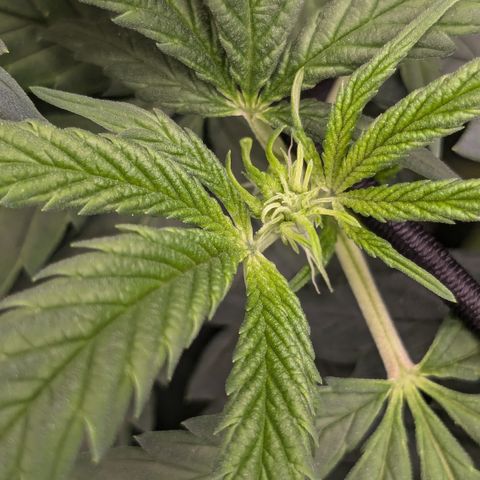 #31.2 White Widow growlog timeline photo