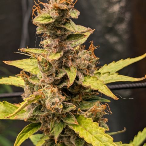 #30 Afghani #1 growlog timeline photo