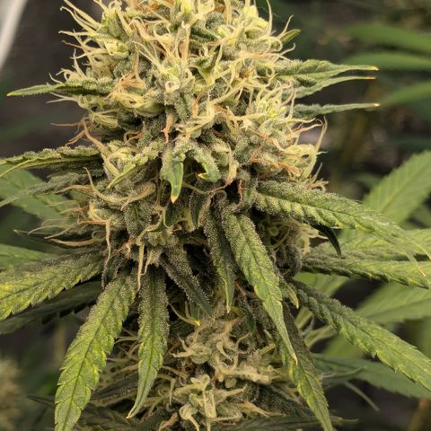 #31 White Widow growlog timeline photo