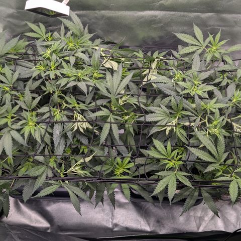 #31.1 White Widow growlog timeline photo
