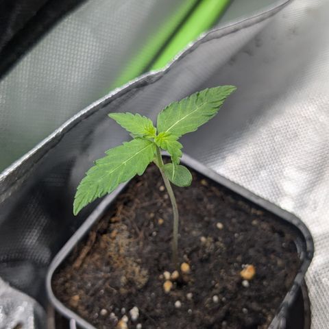 #47 Sticky Orange growlog timeline photo