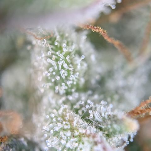 #30 Afghani #1 growlog photo: Bilder von einem Bud auf mittlerer Höhe. 