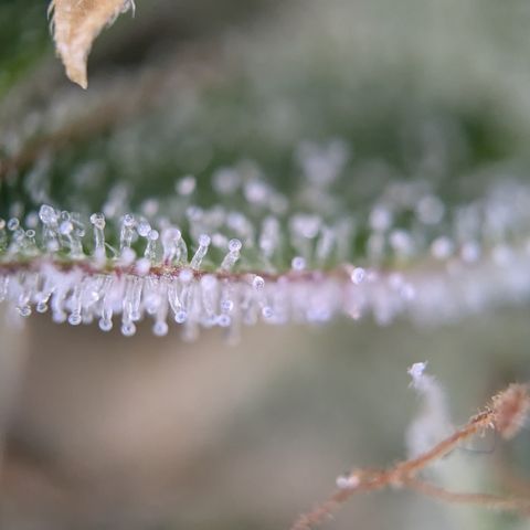 #30 Afghani #1 growlog photo: Bilder von einem Bud auf mittlerer Höhe. 