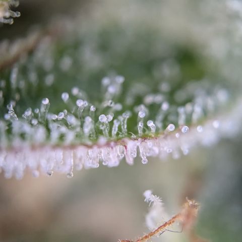 #30 Afghani #1 growlog photo: Bilder von einem Bud auf mittlerer Höhe. 