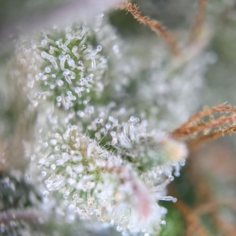 #30 Afghani #1 growlog photo: Bilder von einem Bud auf mittlerer Höhe. 