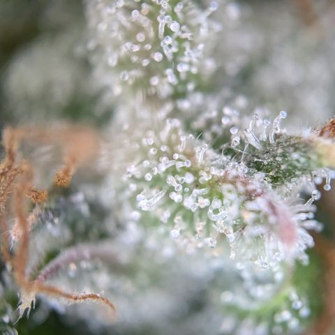 #30 Afghani #1 growlog photo: Bilder von einem Bud auf mittlerer Höhe. 