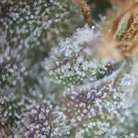 #30 Afghani #1 growlog photo: Bilder vom Mainbud