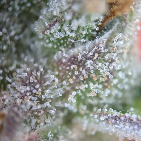 #30 Afghani #1 growlog photo: Bilder vom Mainbud