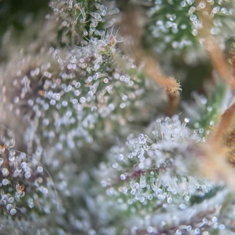 #30 Afghani #1 growlog photo: Bilder vom Mainbud