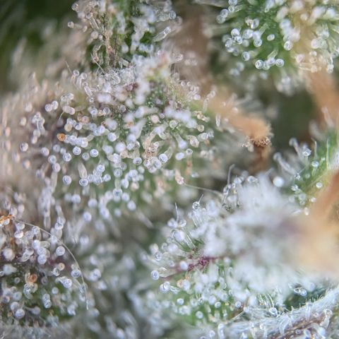 #30 Afghani #1 growlog photo: Bilder vom Mainbud