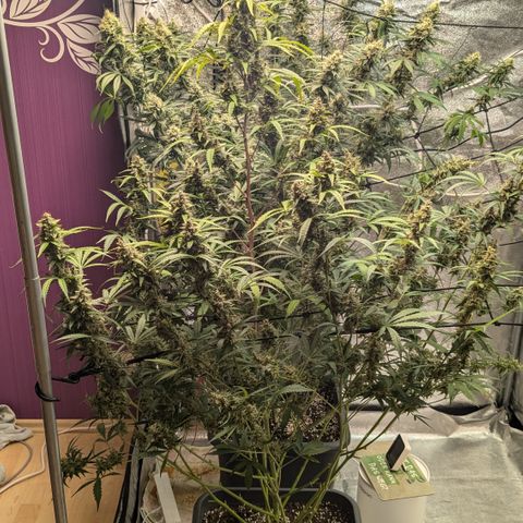 #30 Afghani #1 growlog timeline photo