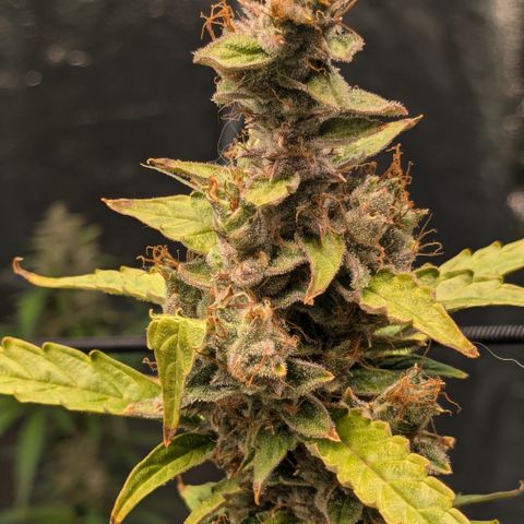 #30 Afghani #1 growlog timeline photo