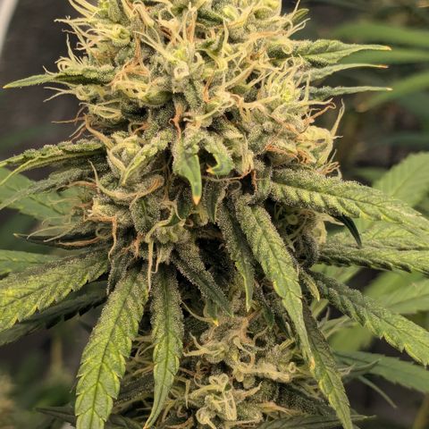 #31 White Widow growlog timeline photo