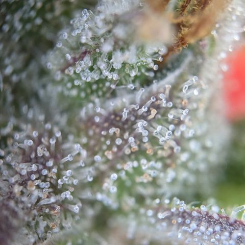 #30 Afghani #1 growlog photo: Bilder vom Mainbud
