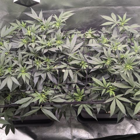 #31.1 White Widow growlog timeline photo