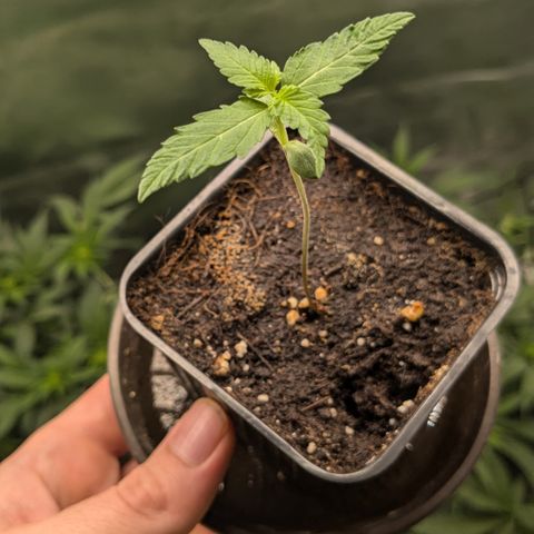 #47 Sticky Orange growlog timeline photo