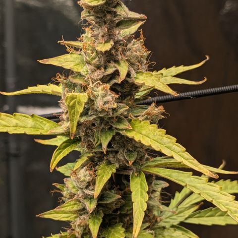 #30 Afghani #1 growlog timeline photo