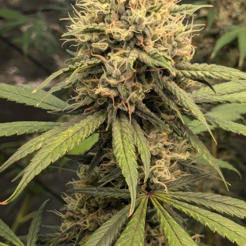 #31 White Widow growlog timeline photo