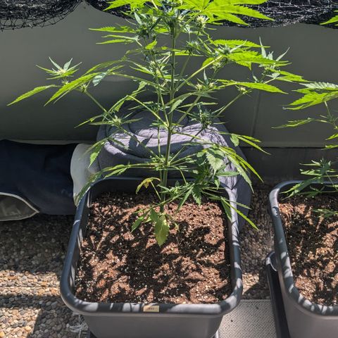 #45 Pure Power Plant Auto growlog timeline photo