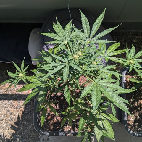 #45 Pure Power Plant Auto growlog timeline photo