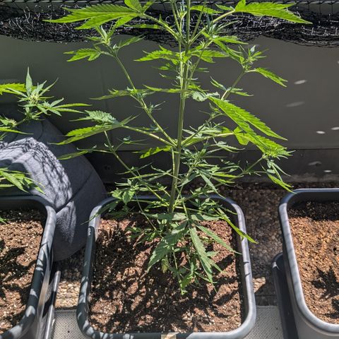 #46 Blueberry Zkittlez Auto growlog timeline photo