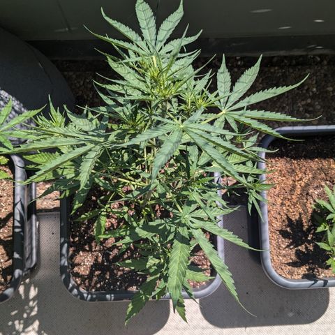 #46 Blueberry Zkittlez Auto growlog timeline photo