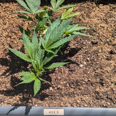 #31.3 White Widow growlog timeline photo