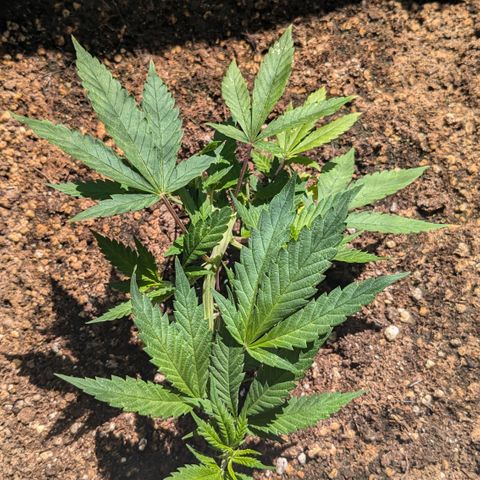 #31.3 White Widow growlog timeline photo
