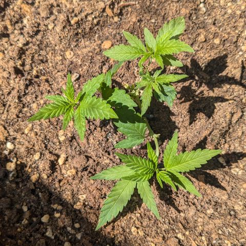 #31.8 White Widow growlog timeline photo