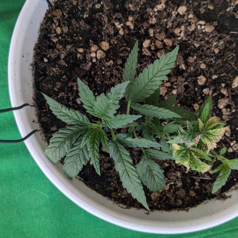 #31.10 Katzengras growlog timeline photo