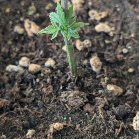 #31.4 White Widow growlog timeline photo