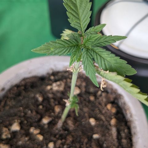 #31.4 White Widow growlog timeline photo