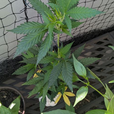 #31.9 Kiffkopp growlog timeline photo