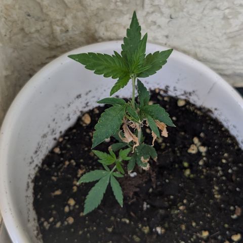 #31.6 White Widow growlog timeline photo