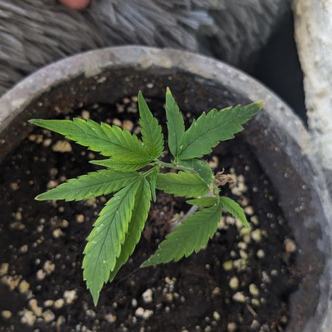 #31.7 White Widow growlog timeline photo