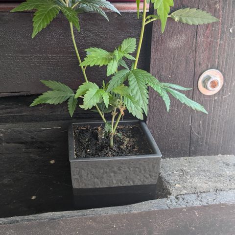 #31.5 White Widow growlog timeline photo