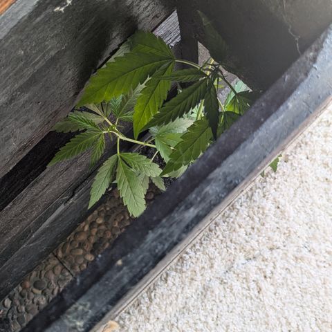 #31.5 White Widow growlog timeline photo