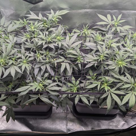 #31.1 White Widow growlog timeline photo
