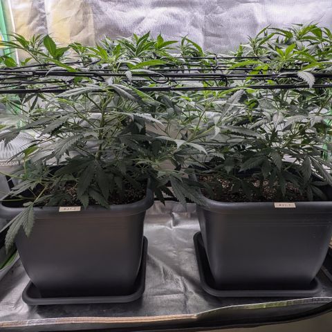 #31.1 White Widow growlog timeline photo