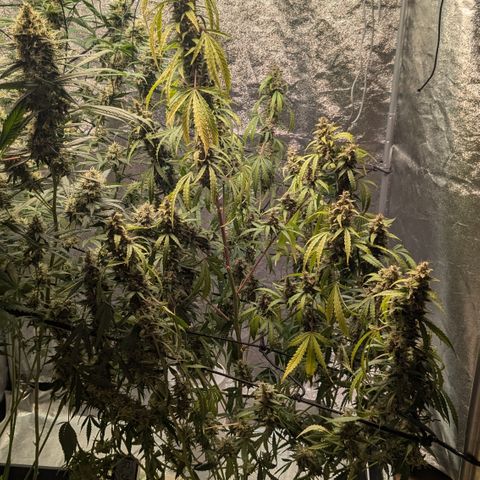 #30 Afghani #1 growlog timeline photo
