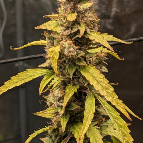 #30 Afghani #1 growlog timeline photo